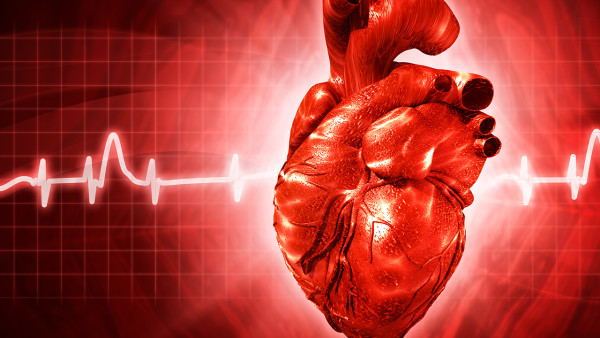  心脏与辅酶Q10的关系
